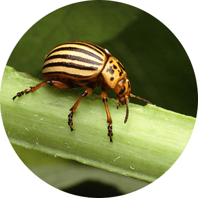 Insecticide