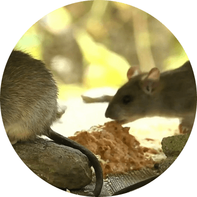 Rodenticide
