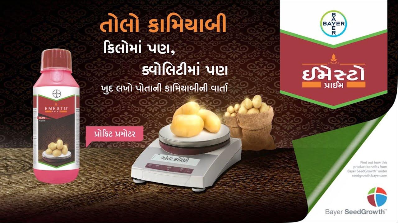  Potato Seed Treatment with Emesto Prime