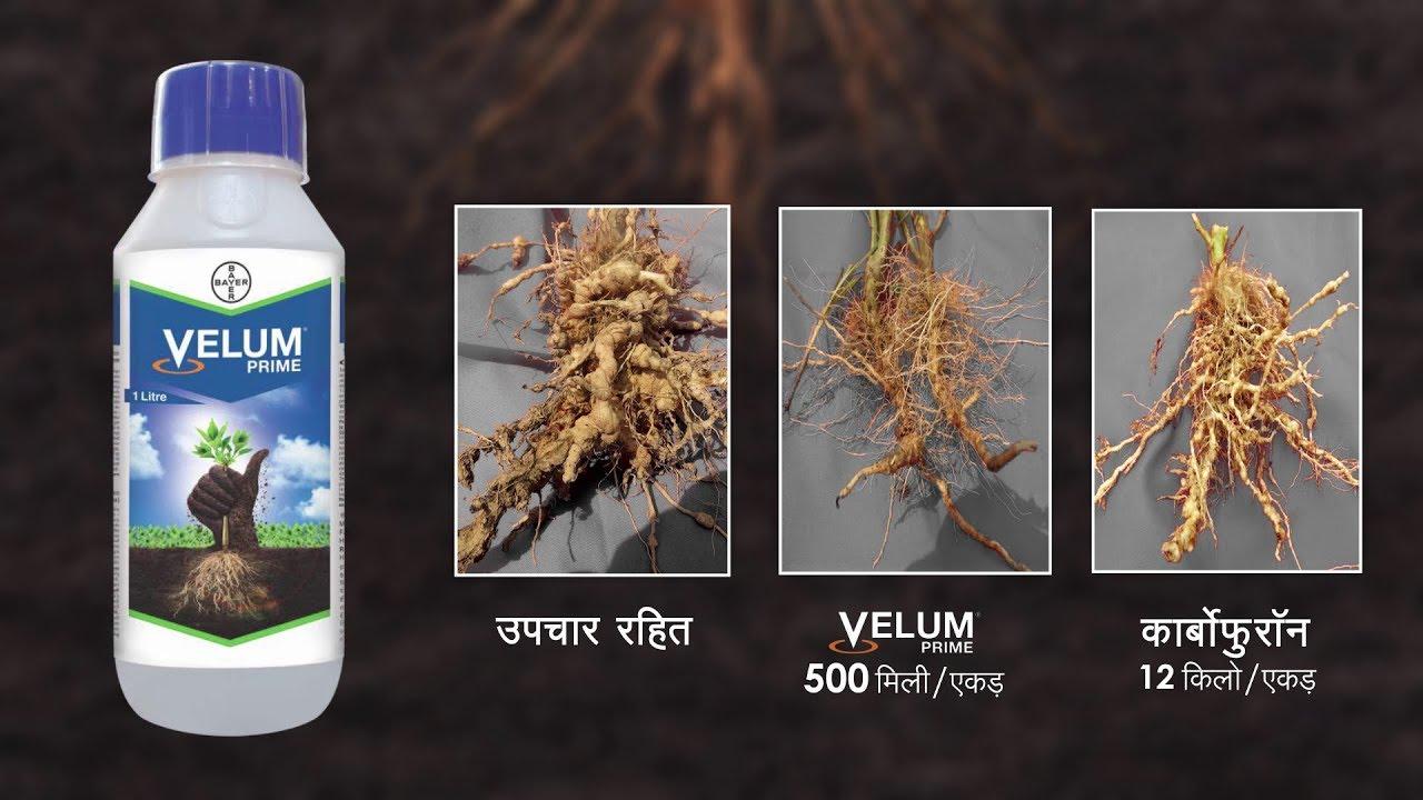 Velum Prime - The Breakthrough in Nematode Control